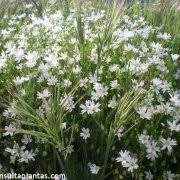 Attēlu rezultāti vaicājumam “Stellaria holostea flower”