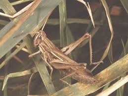 Attēlu rezultāti vaicājumam “Orthoptera”