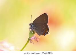 Attēlu rezultāti vaicājumam “Satyrium ilicis underside”