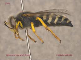 Attēlu rezultāti vaicājumam “Crabronidae”