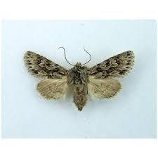 Attēlu rezultāti vaicājumam “Catocala sponsa”