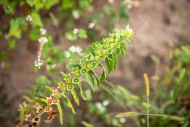 Attēlu rezultāti vaicājumam “Hyoscyamus niger fruit”