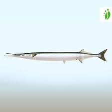 Image result for Belone belone