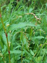 Attēlu rezultāti vaicājumam “Persicaria hydropiper leaf”