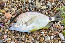 Image result for Diplodus helenae