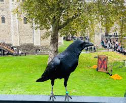 Attēlu rezultāti vaicājumam “Corvus corax adult”