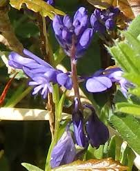 Attēlu rezultāti vaicājumam “Polygala vulgaris flower”