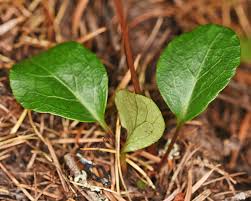 Attēlu rezultāti vaicājumam “Pyrola chlorantha”