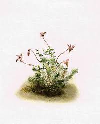 Attēlu rezultāti vaicājumam “Oxycoccus palustris flower”