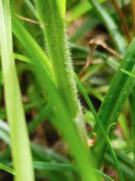 Attēlu rezultāti vaicājumam “Carex hirta fruit”