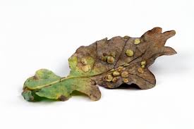 Attēlu rezultāti vaicājumam “Neuroterus quercusbaccarum”