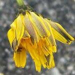 Attēlu rezultāti vaicājumam “Leontodon hispidus fruit”