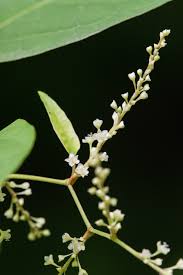 Attēlu rezultāti vaicājumam “Reynoutria japonica flower”