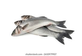 Image result for Dicentrarchus labrax