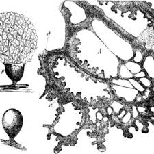 Attēlu rezultāti vaicājumam “Diderma hemisphaericum plasmodium”
