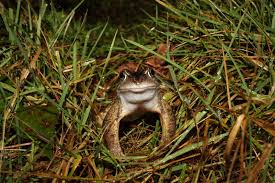 Attēlu rezultāti vaicājumam “Rana temporaria adult”