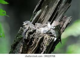 Attēlu rezultāti vaicājumam “Muscicapa striata nest”