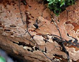 Attēlu rezultāti vaicājumam “Junghuhnia pseudozilingiana”