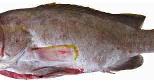 Image result for Hyporthodus niveatus