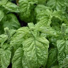 Attēlu rezultāti vaicājumam “Ocimum basilicum leaf”