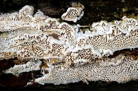 Attēlu rezultāti vaicājumam “Antrodia mellita”