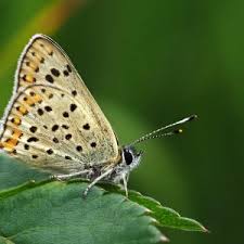 Attēlu rezultāti vaicājumam “Lycaena tityrus female”