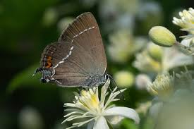 Attēlu rezultāti vaicājumam “Satyrium w-album underside”