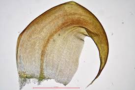 Attēlu rezultāti vaicājumam “Scorpidium cossonii”