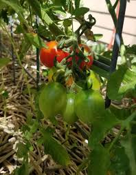 Afbeeldingsresultaat voor principe borghese tomato