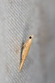 Attēlu rezultāti vaicājumam “Gracillariidae”