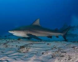 Image result for Carcharhinus leucas
