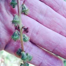 Attēlu rezultāti vaicājumam “Agrimonia eupatoria fruit”