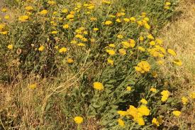 Image result for Achillea filipendulina