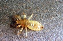 Attēlu rezultāti vaicājumam “Licea pygmaea sessile”