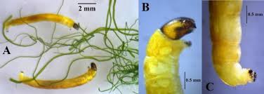 Attēlu rezultāti vaicājumam “Enteromorpha sp.”