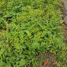Image result for Pastinaca sativa