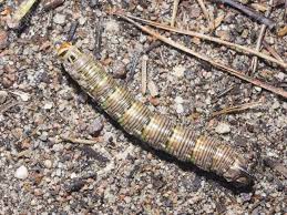 Attēlu rezultāti vaicājumam “Sphinx pinastri larva”