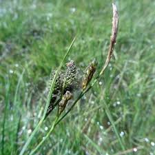 Attēlu rezultāti vaicājumam “Carex nigra”