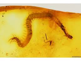 Attēlu rezultāti vaicājumam “Geophilidae”