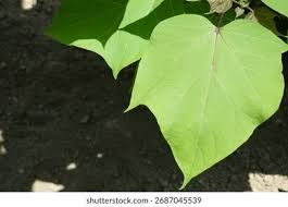 Attēlu rezultāti vaicājumam “Catalpa ovata”