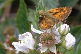 Attēlu rezultāti vaicājumam “Ochlodes sylvanus underside”