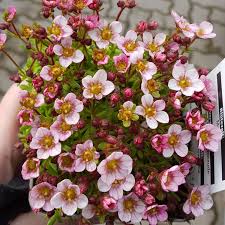 Image result for Steinbrech