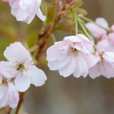 Attēlu rezultāti vaicājumam “Prunus padus var. roseiflora flower”