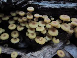 Attēlu rezultāti vaicājumam “Xeromphalina campanella”