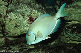 Image result for Acanthurus bahianus