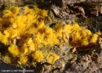 Attēlu rezultāti vaicājumam “Oligonema affine”