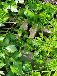 Attēlu rezultāti vaicājumam “Cenolophium denudatum leaf”