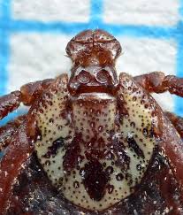 Attēlu rezultāti vaicājumam “Dermacentor reticulatus female”