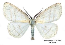 Attēlu rezultāti vaicājumam “Cabera pusaria”