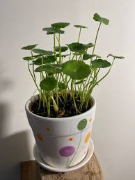 「香菇草」的圖片搜尋結果